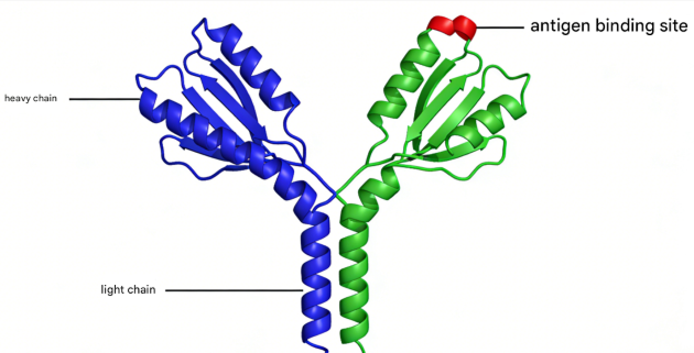 How to Achieve Efficient Production of Prokaryotic Expressed Antibodies?