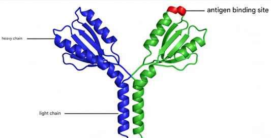 How to Achieve Efficient Production of Prokaryotic Expressed Antibodies?