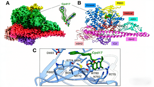 Targeted Degradation of Phosphorylated p38 MAPK (Tyr182) as a Novel Therapeutic Strategy for Alzheimer’s Disease