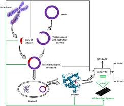 Research and Application Progress of SHPS1 Recombinant Protein