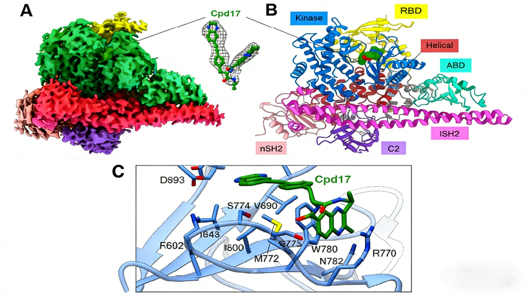 Targeted Degradation of Phosphorylated p38 MAPK (Tyr182) as a Novel Therapeutic Strategy for Alzheimer’s Disease