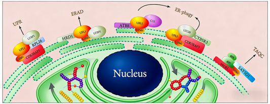 Glycyllysine Modification Maintains Nuclear–ER Homeostasis