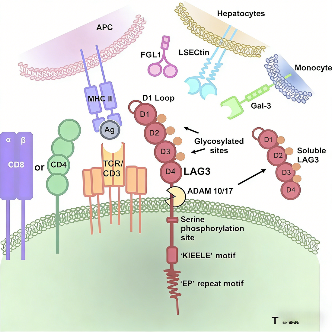 Applications and Technical Advantages of LAG3 Recombinant Rabbit Monoclonal Antibody in Immune Checkpoint Function Research