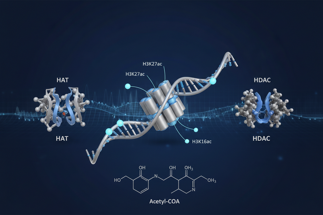 Protein Acetylation: A Reversible Molecular Switch Governing Transcriptional Programs and Cell Fate Determination