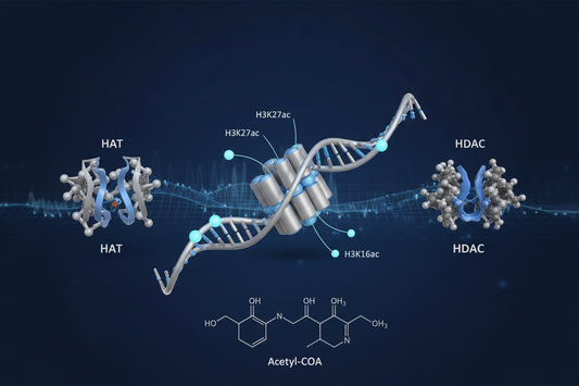 Protein Acetylation: A Reversible Molecular Switch Governing Transcriptional Programs and Cell Fate Determination