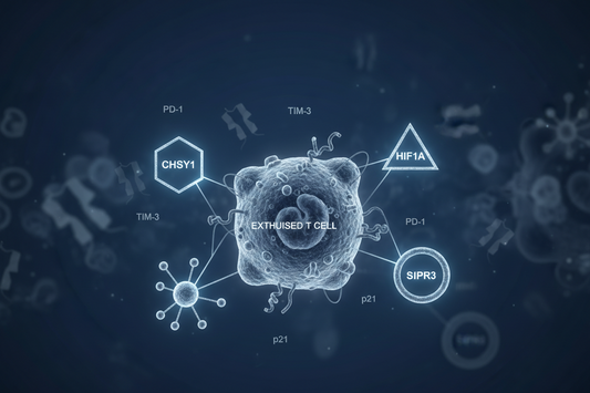 T Cell Exhaustion: Core Immunosuppressive Barriers in Chronic Infection and Tumor Microenvironment Research