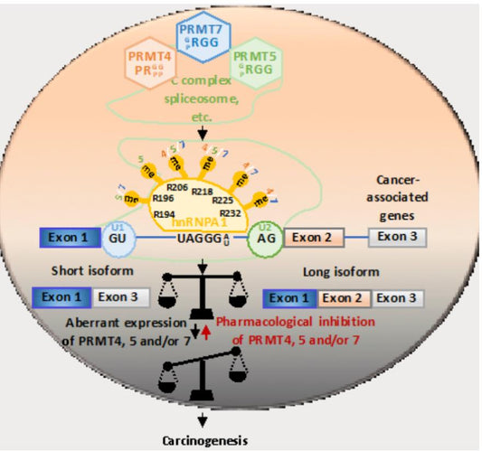 Arginine Methylation Networks: Coordinated Modulation of Alternative Splicing Driving Malignant Progression