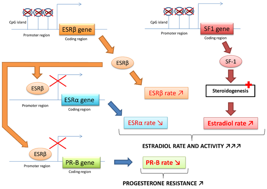 Stem Cell Factor Receptor (KIT) Kit: Tools for Signaling Research in Stem Cells