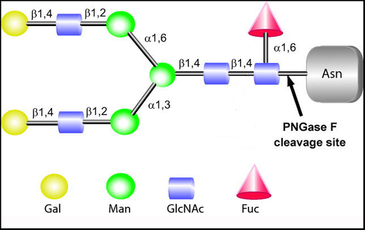 Comprehensive Analysis of PNGase F: Essential Enzyme for N‑Glycoprotein Research