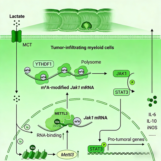 Lactylation Drives Tumor Immune Evasion