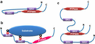 Starter Guides you to SHP Substrate 1 Recombinant Protein