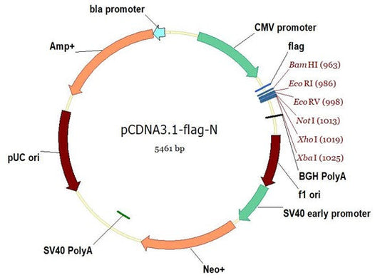 Flag Tag and Anti-Flag Antibody: An Indispensable Precision Toolkit for Protein Research