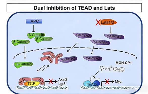 LATS1/2 Kinases in the Hippo Pathway: Regulating Intestinal Stem Cell Fate and Wnt Signaling Crosstalk