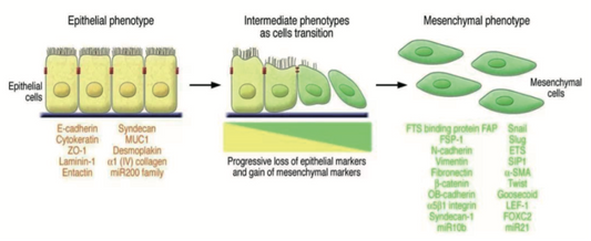 How to achieve precise quantitative detection of proteins using high dynamic range ELISA technology?