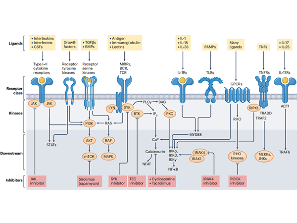 From Bench to Bedside: Two Decades of Breakthroughs in Protein Kinase Drug Development