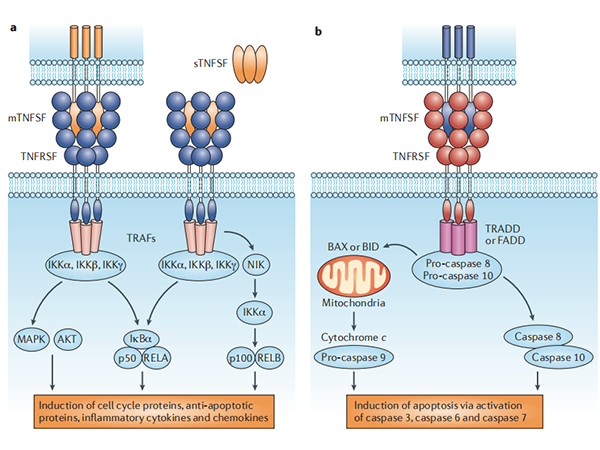 Exploring TNFSF: A Novel Therapeutic Target for Future Medicine?