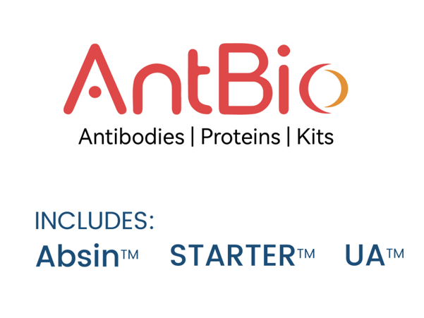 High-Specificity Rabbit Anti-Monkey IgG Antibodies: Driving Innovations in Non-Human Primate Model Research