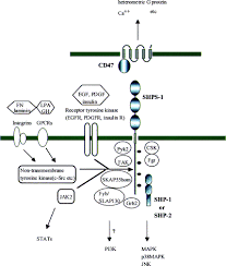 Research Advances and Applications of SHPS1 Recombinant Protein