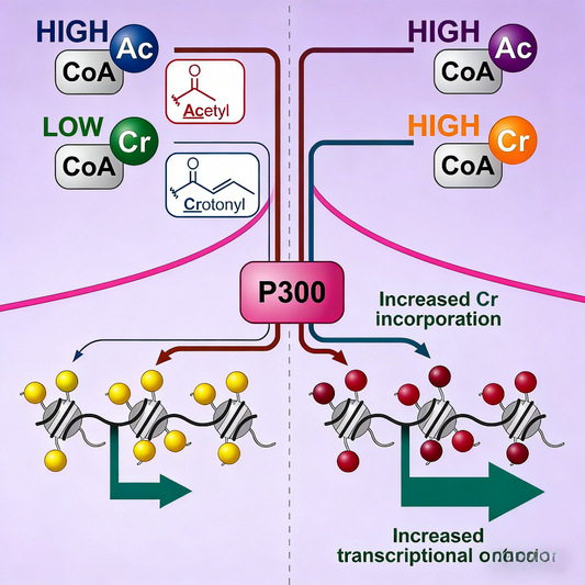 Crotonylation Reshapes Histone Modification and Transcription
