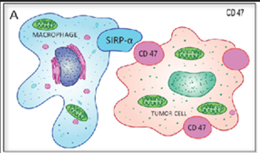 CD172a (SIRPα) Antibodies: Pioneering Macrophage-Directed Tumor Immunotherapy