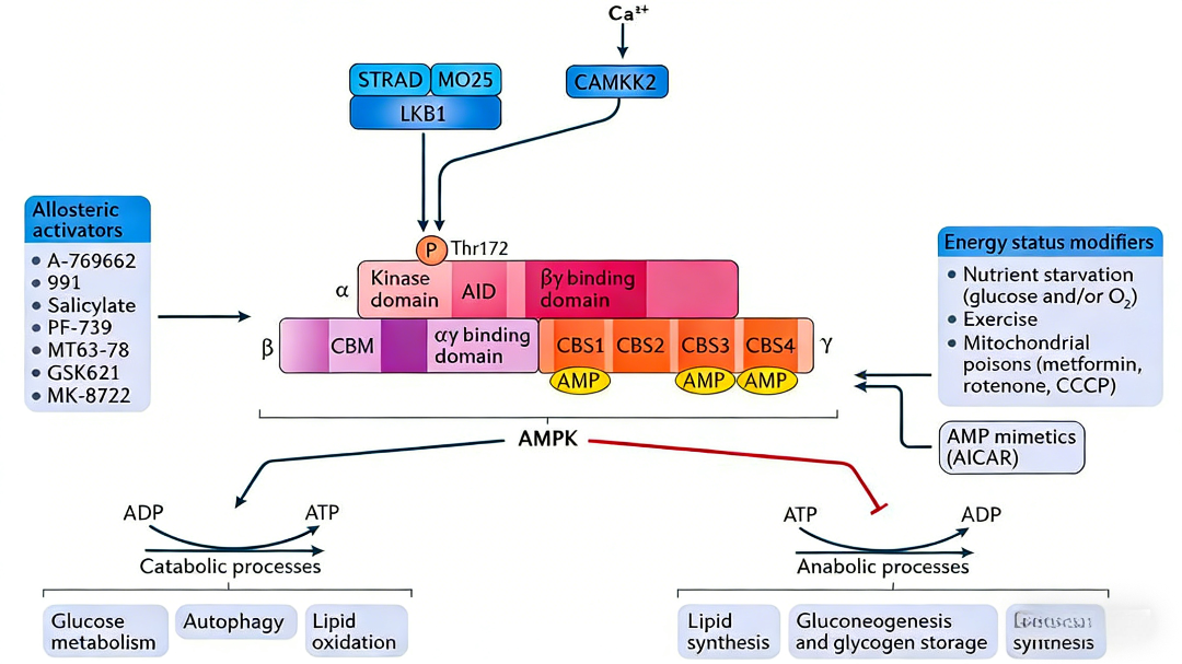 AMP-Activated Protein Kinase (AMPK) Pathway Research Tools & Solutions