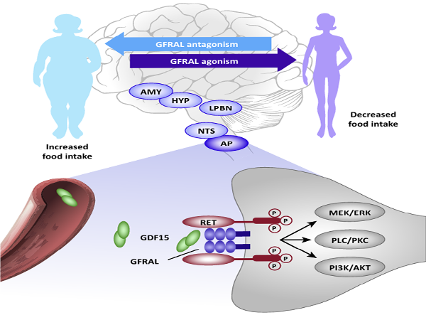 Emerging Biomarker: The Versatile GDF-15