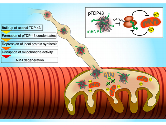 TDP-43 and ALS: Guardian or Betrayer?
