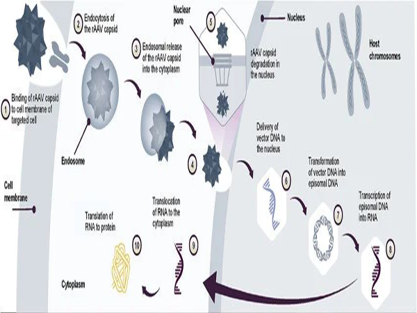 Indispensable AAV Antibodies in Gene Therapy