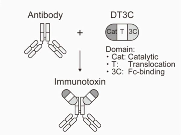 DT3C（Diphtheria Toxin Fragment A and Streptococcus Protein G C1, C2, C3）Empowers ADC Drug Development: Efficient Detection of Antibody Internalization Efficiency