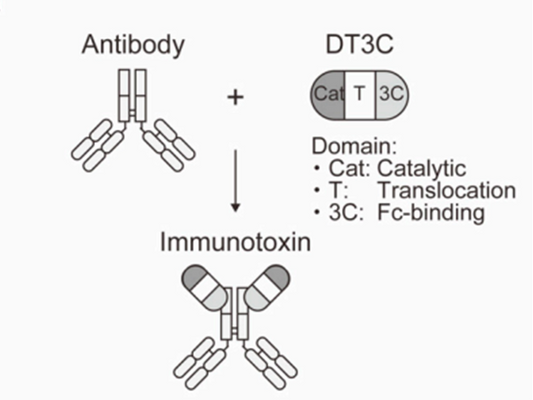 DT3C（Diphtheria Toxin Fragment A and Streptococcus Protein G C1, C2, C3）Empowers ADC Drug Development: Efficient Detection of Antibody Internalization Efficiency