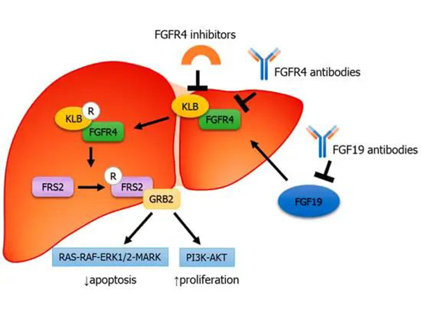 Fibroblast Growth Factor 19（FGF19） Signaling Pathway: From Metabolic Regulation to Cancer Therapy