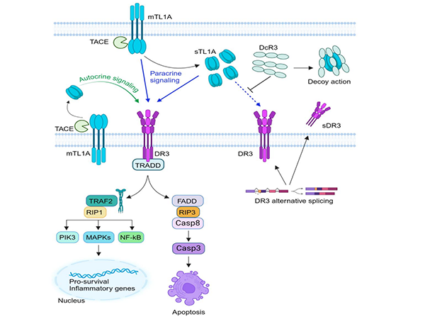 Decoding IBD: The Immunoregulatory Mechanism of TL1A/TNFSF15 and DR3 Signaling Pathways