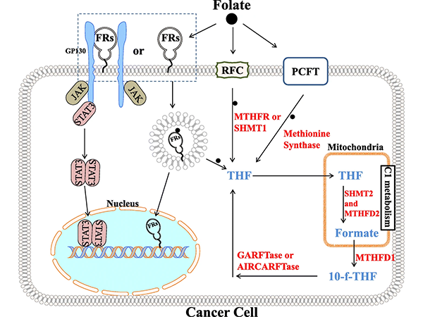 The Multifaceted Role of Folate Receptor α in Cancer Therapy Strategies