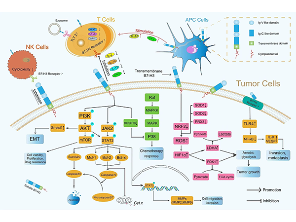 CDx Antibodies | Emerging Targets B7-H3/H4, Facilitating ADC Drug Development