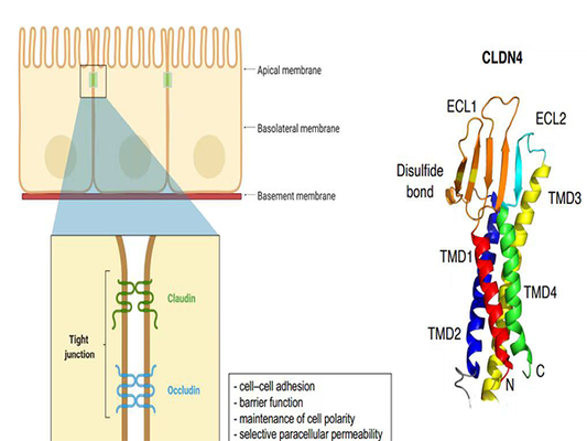 The Rising Star in Tumor Targets - Claudin18.2 Antibody Now Available