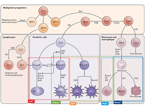 DC cell culture strategy