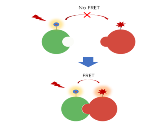 Introduction to the popular application of TR-FRET - drug discovery and development