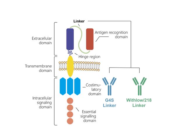 Efficient CAR Positive Rate Detection! FAC2 antibodies for Anti-G4S Linker and Whitlow/218 Linker Are Ready to Help You!