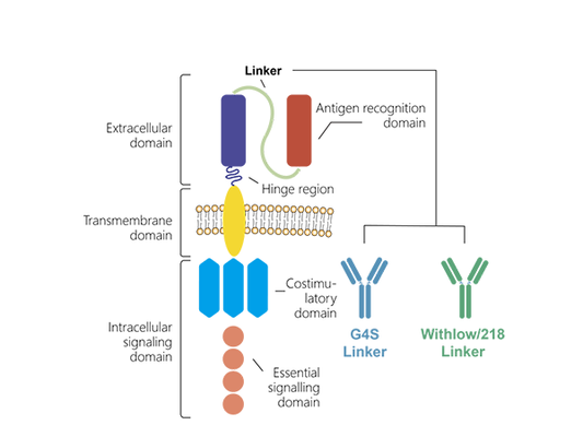 Efficient CAR Positive Rate Detection! FAC2 antibodies for Anti-G4S Linker and Whitlow/218 Linker Are Ready to Help You!
