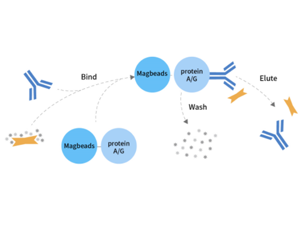 CoIP Experiment Frequently Asked Questions