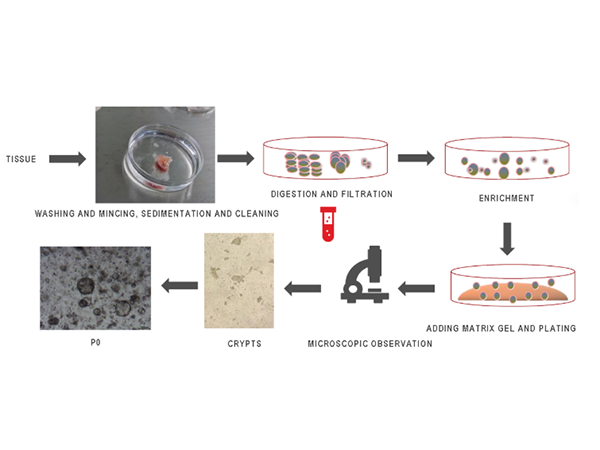 Unlocking the Secrets of Animal Brain Organoids: A Comprehensive Culturing Guide
