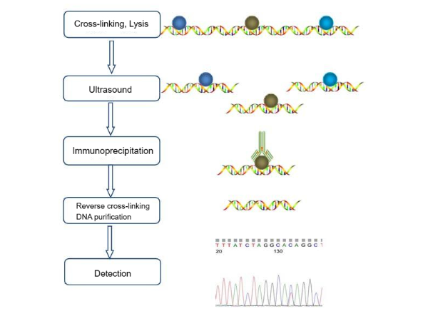 Comprehensive Guide to Apoptosis Detection