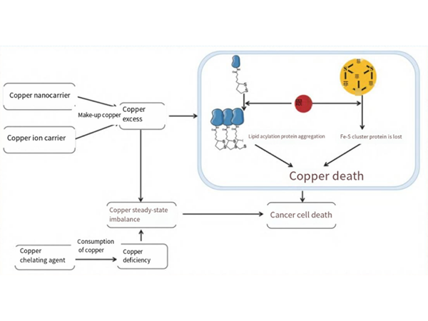 Copper-Induced Cell Death: The New Frontier in Cancer Research