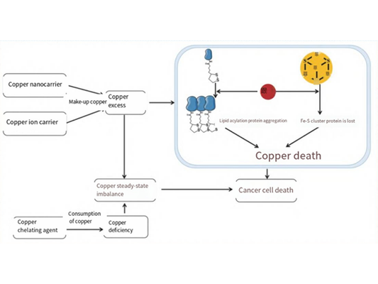 Copper-Induced Cell Death: The New Frontier in Cancer Research
