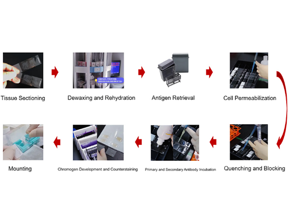 Detailed IHC Secondary Antibody Kit Instructions