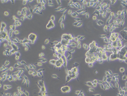 SH-SY5Y Cell Culture Guide