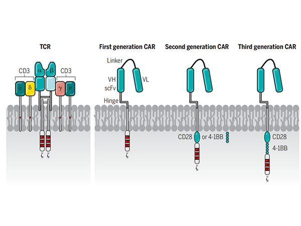 CD3: From the Foundation of the Immune System to the Frontier of Cance ...