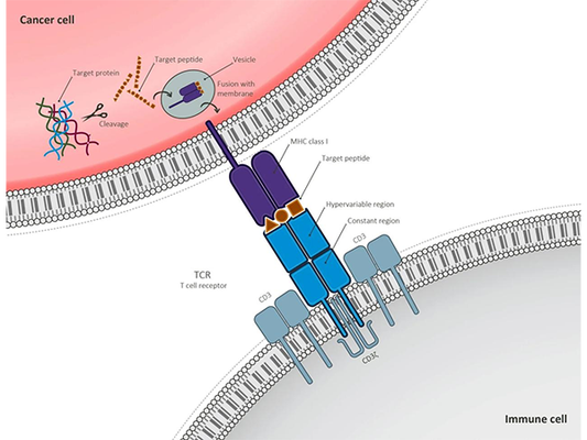 CD3 Monoclonal Antibodies: Key Players and Development Prospects in the Field of Immunotherapy