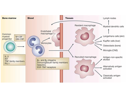Immunological Exploration: Solutions for Inducing Macrophage Differentiation