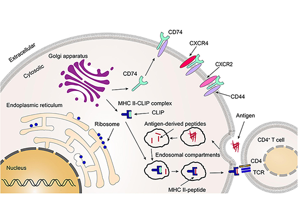Analyzing CD74: The Core Role in Cellular Activities and Disease Associations